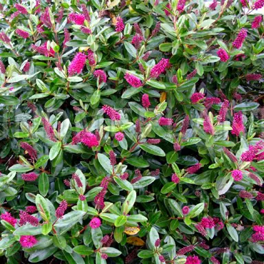 Hebe 'La Seduisante' plant with green foliage and pink flowers.