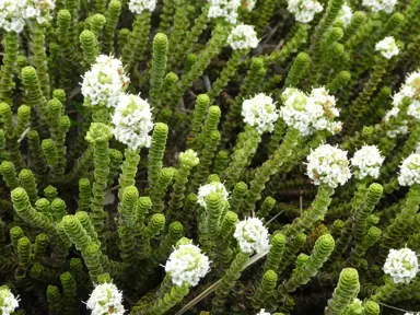 Hebe laingii with green foliage and white flowers.