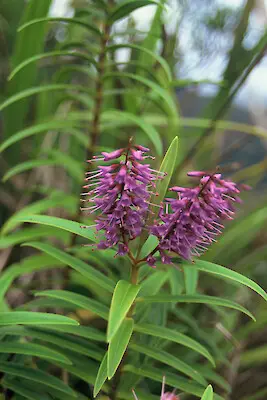 Hebe 'Latisepala' plant with green foliage and dark pink flowers.