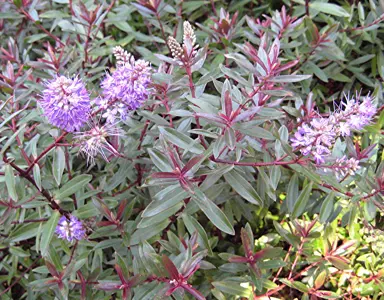 Hebe 'Mrs Winder' plant with pink flowers and purple foliage.