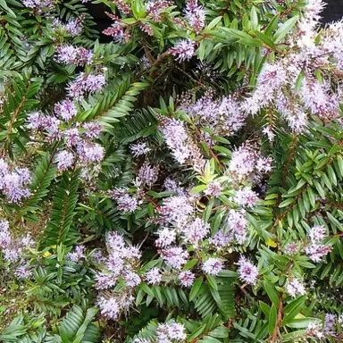 Hebe 'Ohakea' with pink flowers and green foliage.