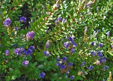 Hebe 'Ohau' with purple flowers and green foliage.