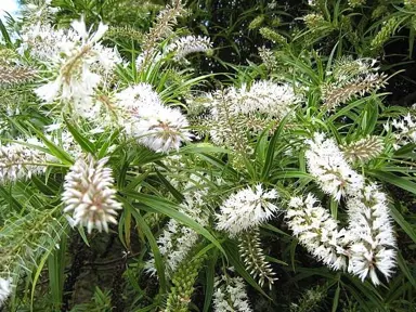 Hebe parviflora plant with white flowers.