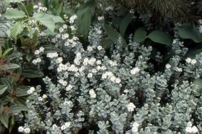 Hebe pinguifolia 'Pagei' plant with grey foliage and white flowers.