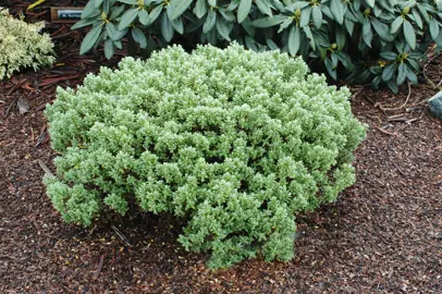 Hebe pinguifolia 'Sutherlandii' shrub with green foliage.