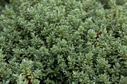 Hebe pinguifolia foliage.