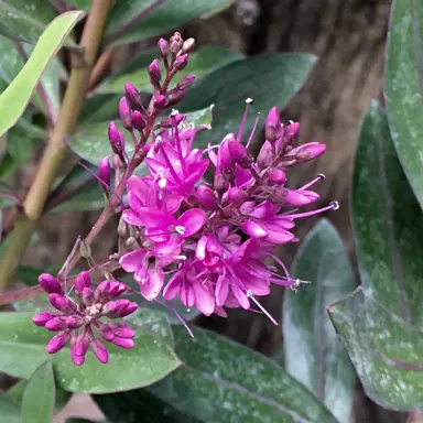 Hebe 'Pink Goddess' plant with pink flowers.