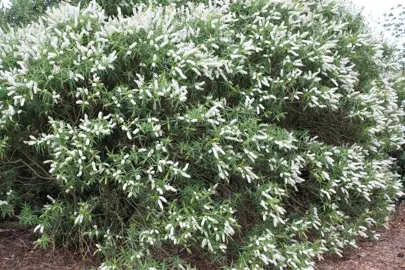 Hebe salicifolia 'Snowcap' plant with green foliage and white flower spikes.