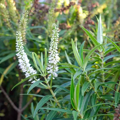 hebe-salicifolia-