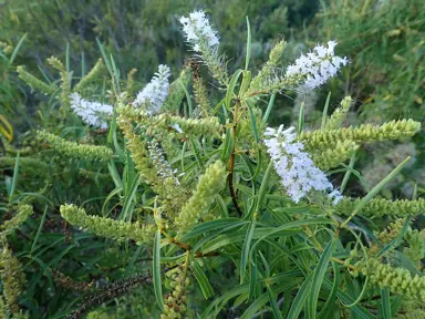 Hebe stenophylla plant.