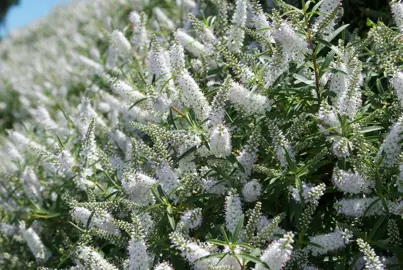 Hebe strictissima plant with elegant white flowers.