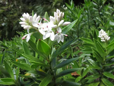 Hebe subalpina with white flowers and green foliage.