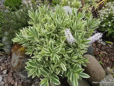 Hebe 'Sunstreak' plant with variegated foliage.