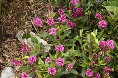 Hebe 'Totara Pink' with pink flowers and lush green leaves.