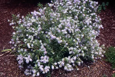 Hebe traversii plant with pink-blue flowers and lush green foliage.