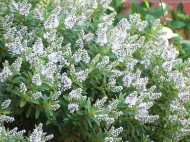 Hebe 'White Gem' plant with white flowers and lush green foliage.