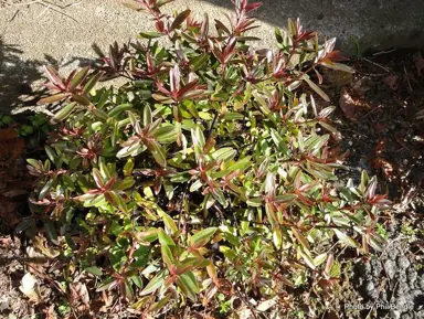 Hebe 'Winsome Girl' with purple-green foliage.