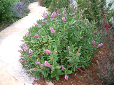 Hebe 'Wiri Dawn' plant with pink flowers and lush green foliage.