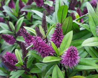 Hebe 'Wiri Port' plant with lush green foliage and dark pink-red flowers.