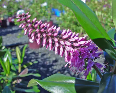 Hebe 'Wiri Vogue' pink flower against lush foliage.