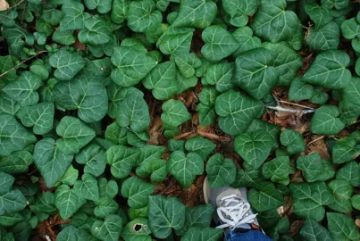 Hedera colchica dark green foliage and growing as a ground cover plant.