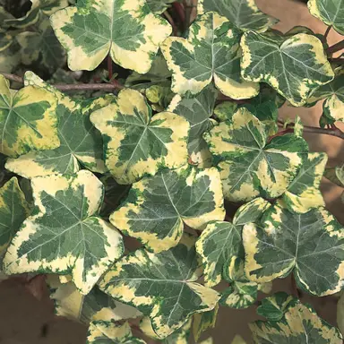 Hedera 'Golden Ingot' plant with green and yellow foliage.