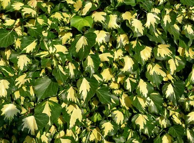 Hedera 'Goldheart' variegated foliage.