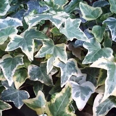 Hedera helix 'Glacier variegated foliage.