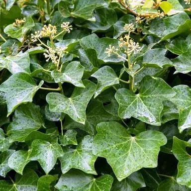 Hedera helix foliage.