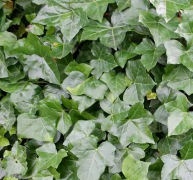 Hedera hibernica dark green leaves.