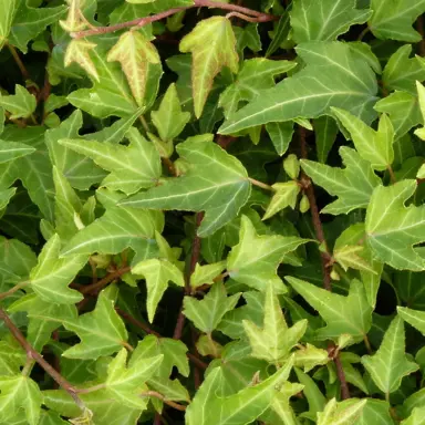 Hedera 'Pin Oak' foliage.