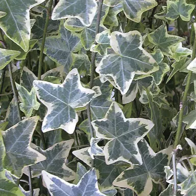 hedera-silver-variegata-