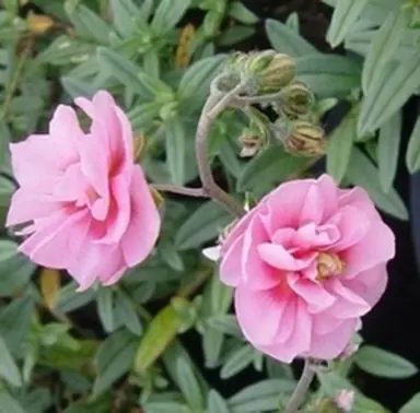 helianthemum-double-pink-