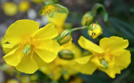 Helianthemum 'Jubilee' yellow flowers.