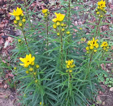 Helianthus 'Table Mountain' plants with yellow flowers.