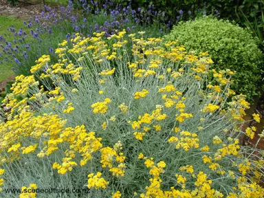 helichrysum-italicum-