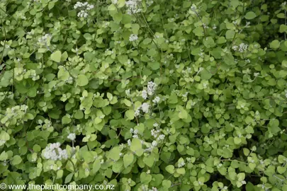 Helichrysum petiolare 'Limelight' lush foliage and white flowers.