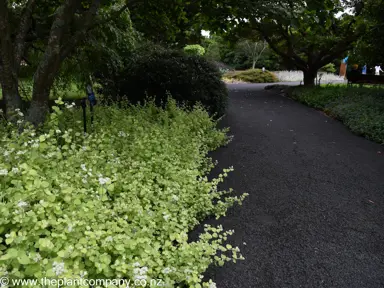 Ground cover plant Helichrysum petiolare 'Limelight' growing beside a path.