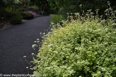 Helichrysum petiolare 'Limelight' bush growing beside a path in a garden.