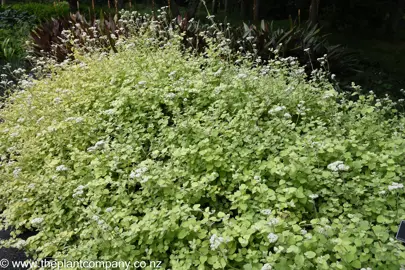 Ground cover plant Helichrysum petiolare 'Limelight' growing as a rounded shrub.