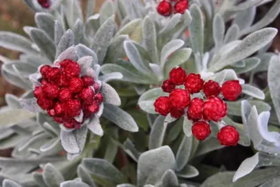 helichrysum-red-jewel-