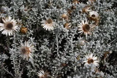 Helichrysum retortum grey foliage growing as a ground cover.