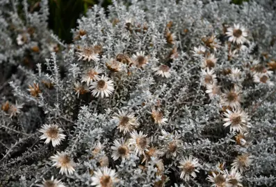 Helichrysum retortum grey foliage and flowers growing as a ground cover.