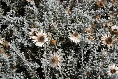 Helichrysum retortum grey foliage and flowers.