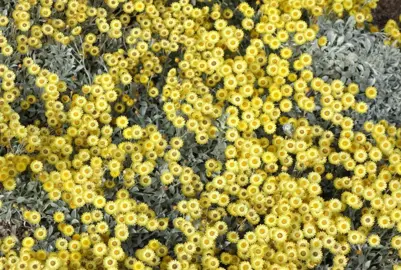 helichrysum-argyrophyllum-