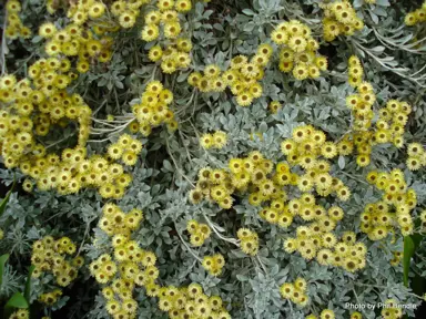 helichrysum-argyrophyllum-1