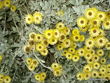 helichrysum-argyrophyllum-2