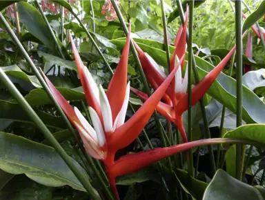 heliconia-red-christmas--1