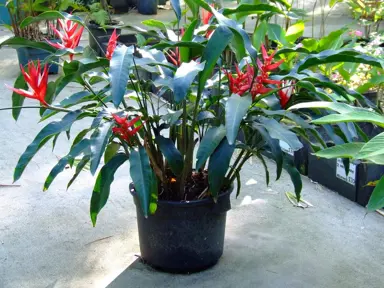 heliconia-red-christmas-