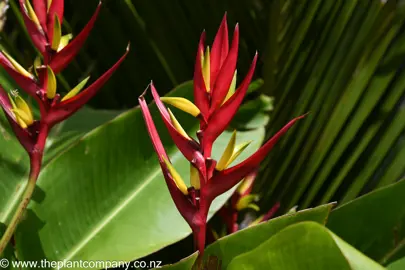 Heliconia subulata red and yellow flower.